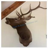 Elk Taxidermy Head Mount with Antlers