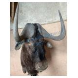 Wildebeest Taxidermy Shoulder Mount
