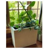 Large 20-inch Indoor Planter