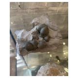 Mollusk fossil
