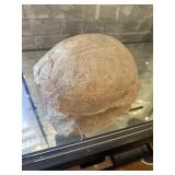 Turtle fossil