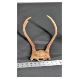 DEER ANTLERS