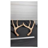 DEER ANTLERS