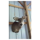 DEER MOUNT
