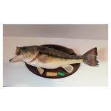 LARGEMOUTH BASS MOUNT 20'