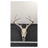 DEER SKULL