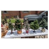 CHRISTMAS TREES