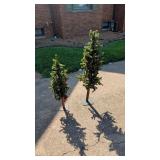 CHRISTMAS TREES