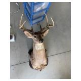 Deer Mount (damaged)