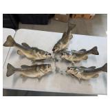 Fish Mounts on Stringer (damaged)