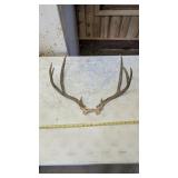 DEER ANTLERS