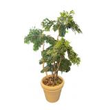 5 Foot Artificial Tree in Plamter