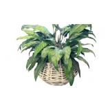 Large Weaved Wood Basket with Artificialplant
