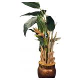 8 Foot Bird of Paradise in Planter