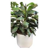 Artificial Plant in Planter