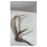 whitetail deer shed antler