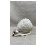 Large 9" spotted tun seashell