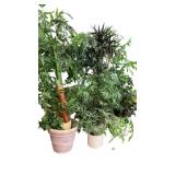 5 Large Planted Artificial Trees Plants