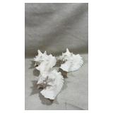 3 large spiked sea shells