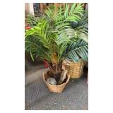 DRACAENA(approx 8 foot)   4. BLOOM, DRIED AND
