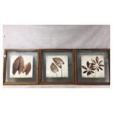 Three Framed Botanical Prints on Glass