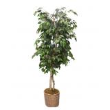 80Inch Artificial Ficus Tree