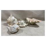 natural Ramose Murex (Chicoreus ramosus) sea