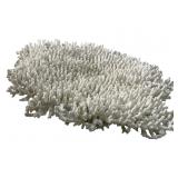 LARGE ACROPORA TABLE CORAL SPECIMEN
