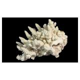 Vintage Natural White Cauliflower Coral Specimen