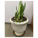 POTTED SNAKE PLANT