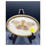 PRESSED MOTH
