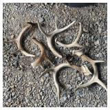 (6) Pc Deer Antlers - Hammer For Size Reference