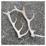 (2) Huge Elk Shed Antlers - Hammer For Size