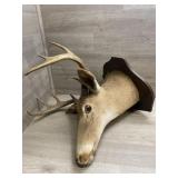 8 Point Deer Head Mount