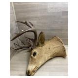 12 Point Mule? Deer Mount - Hair Is Fragile /