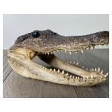 American Alligator Head - 8' Long -