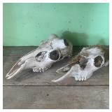 (2) Deer Skulls -