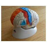 3-D NEURO ANATOMICAL BRAIN MODEL