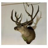 Mule Deer Taxidermy Shoulder Mount