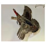 Wild Turkey Taxidermy Mount