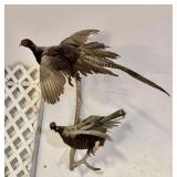 Two-Pheasant Taxidermy Mount