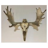 Bull Moose Skull/Antlers