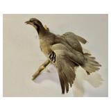 Chukar Partridge Full Taxidermy Mount