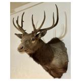 Bull Elk Taxidermy Shoulder Mount