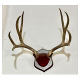 Mule Deer Antler Plaque Mount
