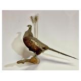Pheasant Taxidermy Mount
