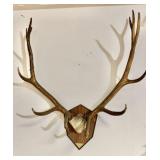 Elk Antler Plaque Mount