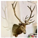 Elk Taxidermy Shoulder Mount