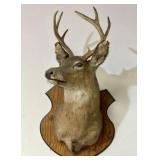 Whitetail Deer Taxidermy Shoulder Plaque Mount