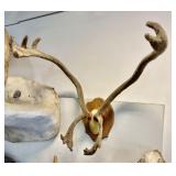 Caribou Reindeer Velvet Antler Mount